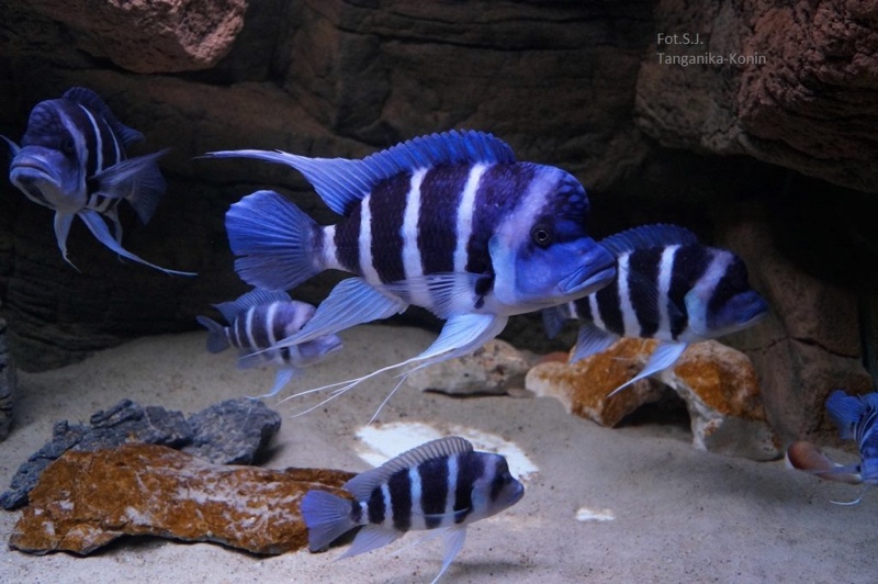 Cyphotilapia gibberosa 'Mtoto'